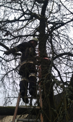 Baumfällarbeiten_8
