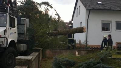 Christbaum für Kirche_12