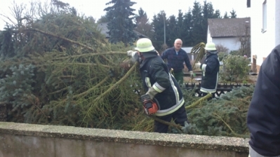 Christbaum für Kirche_16