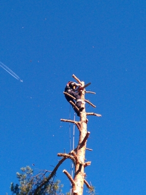 Baumfällarbeiten_13