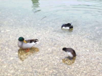 Skifahren Bayrisch Gmain_109